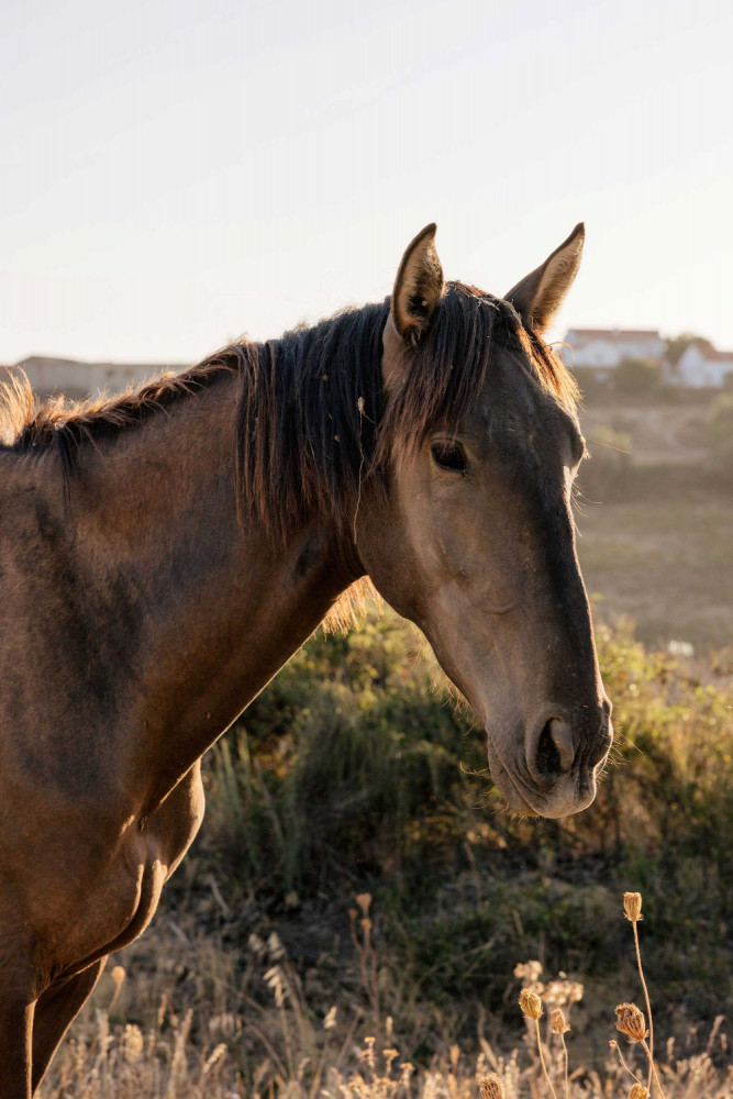 lusitano horse